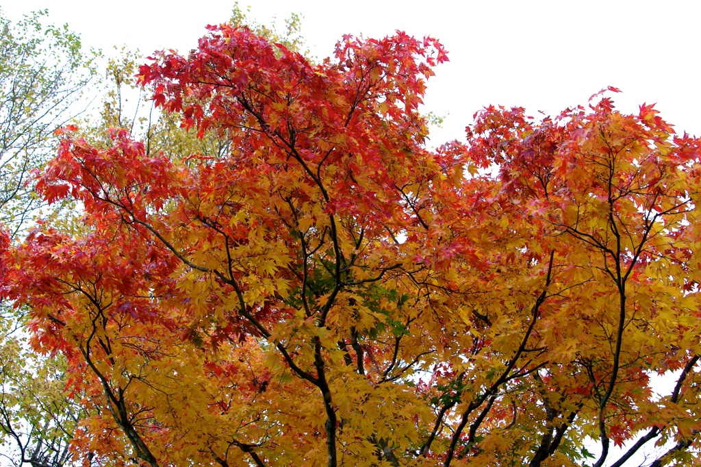 紅葉2011-5