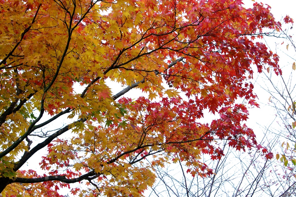 紅葉2011-6