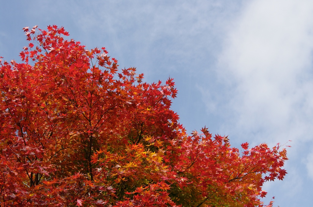 紅葉2011-14