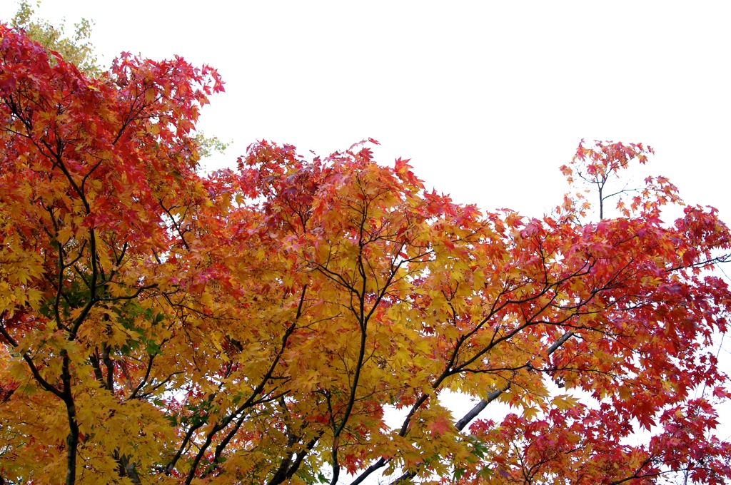 紅葉2011-4