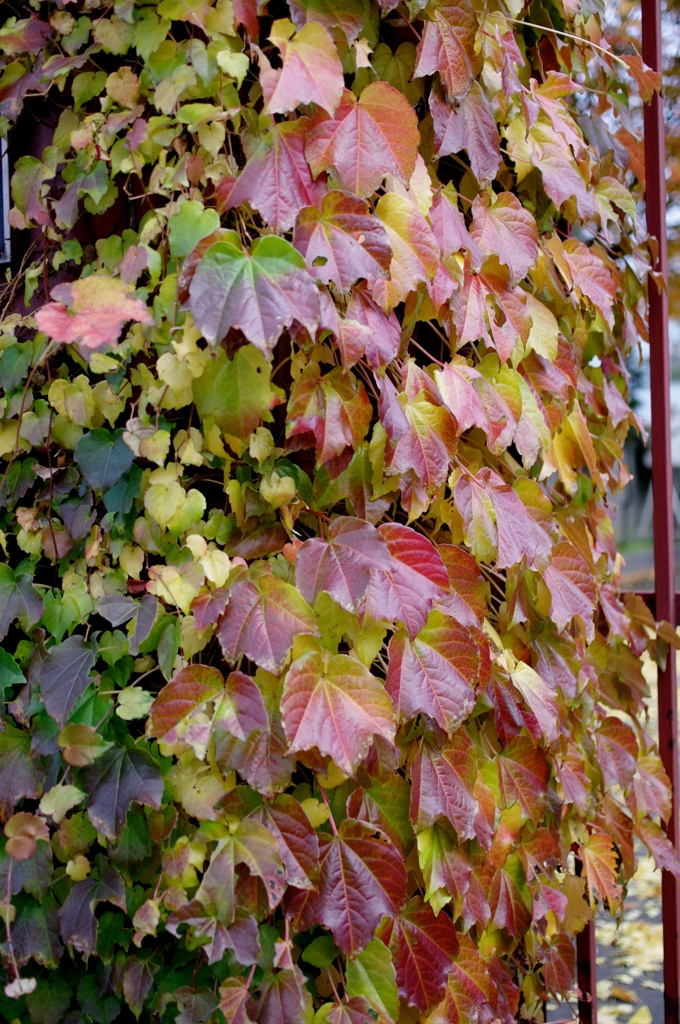 紅葉2011-31