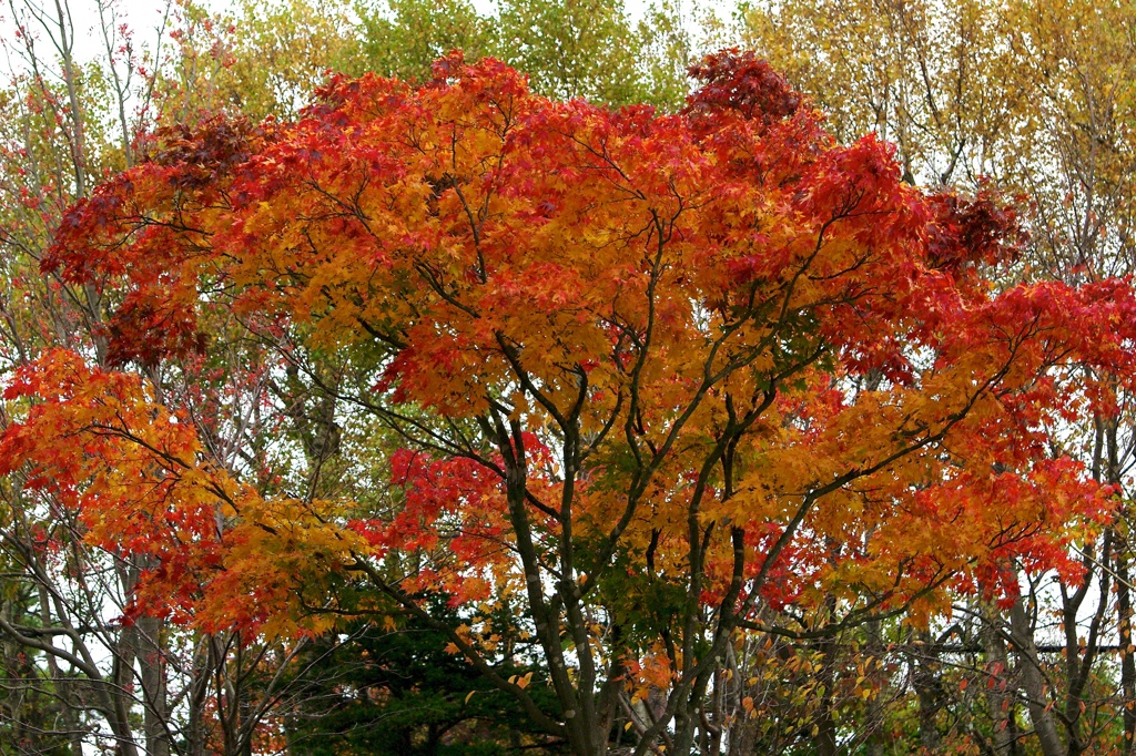 紅葉2011-1