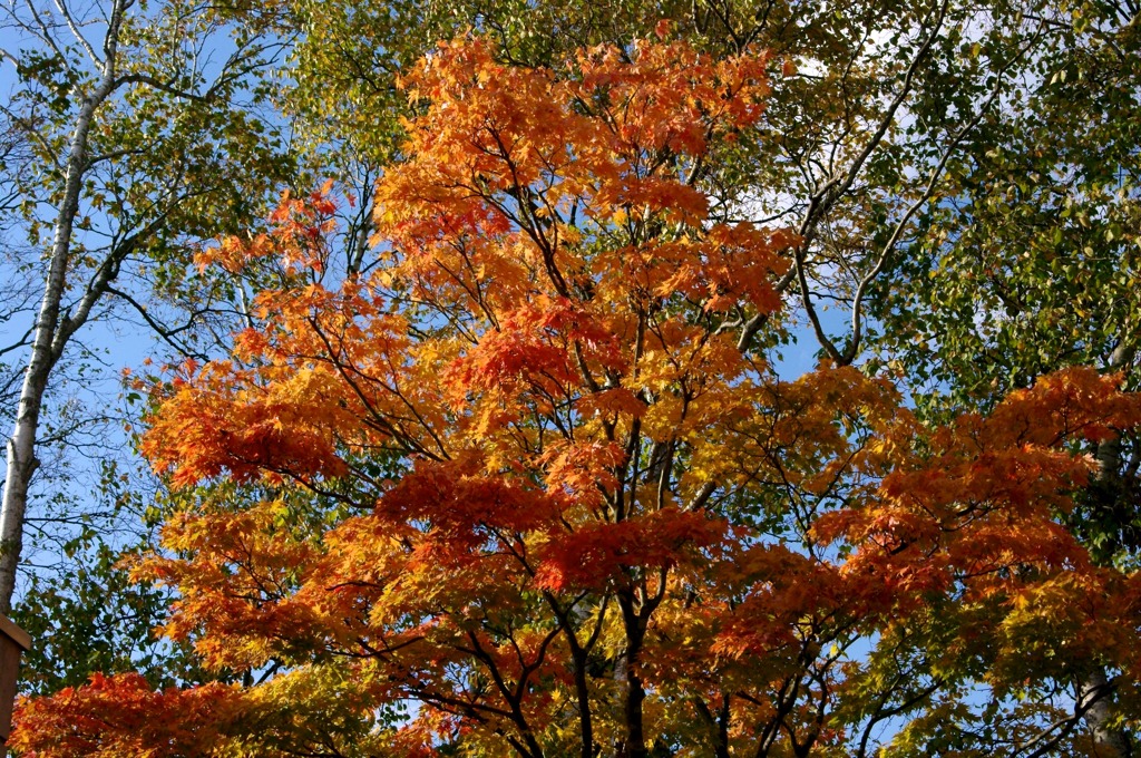 紅葉 009