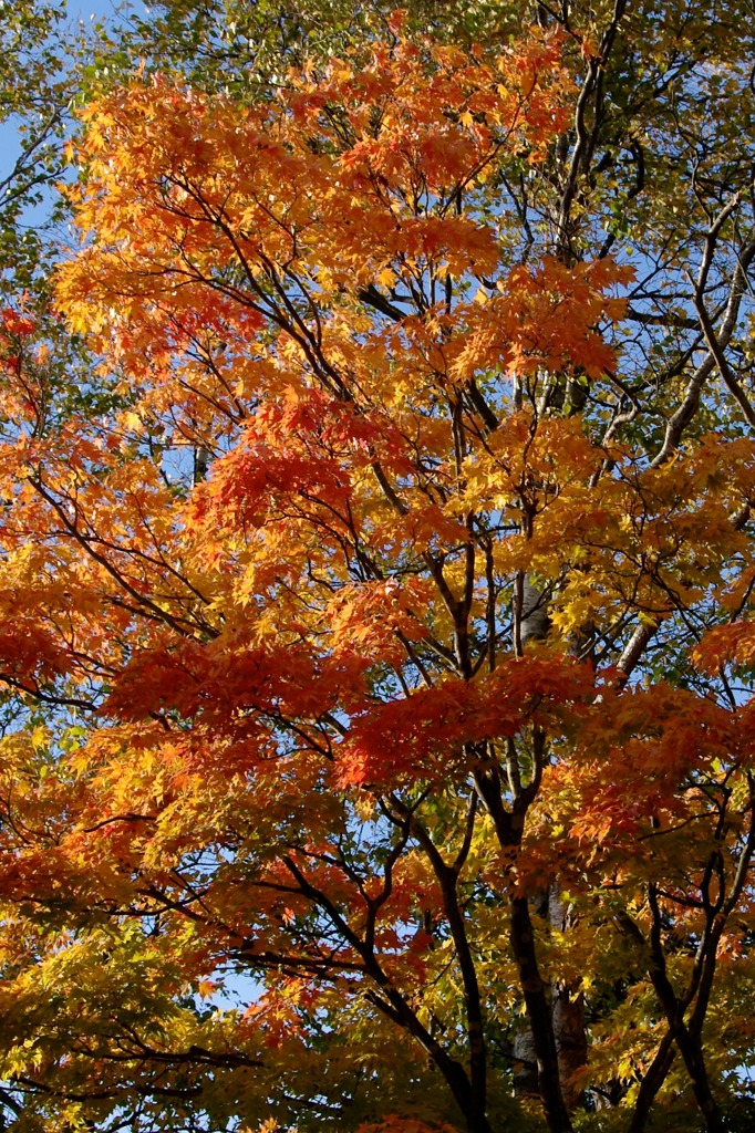 紅葉 012
