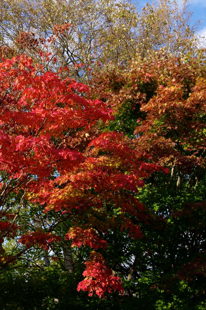 紅葉 016