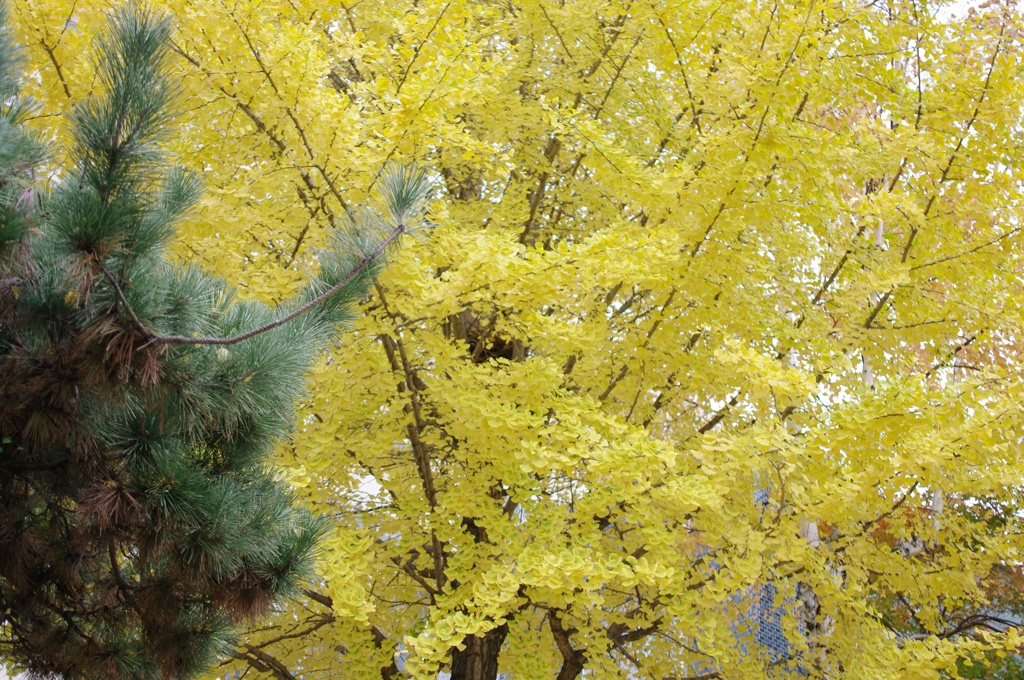 紅葉2011-23