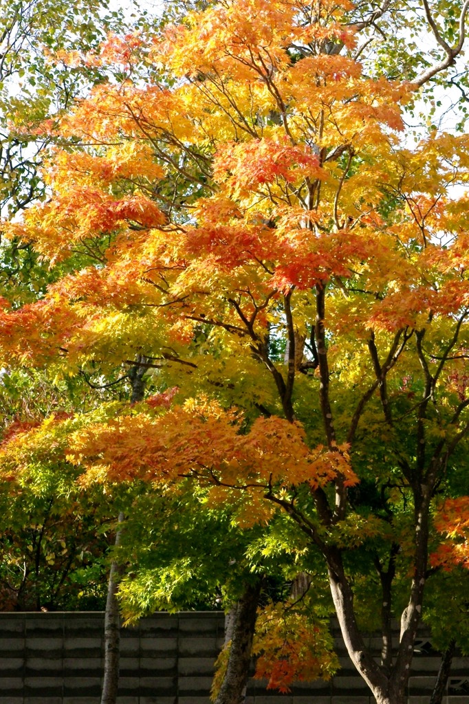 紅葉 001