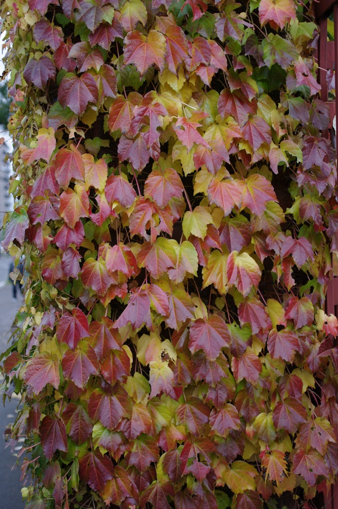紅葉2011-18