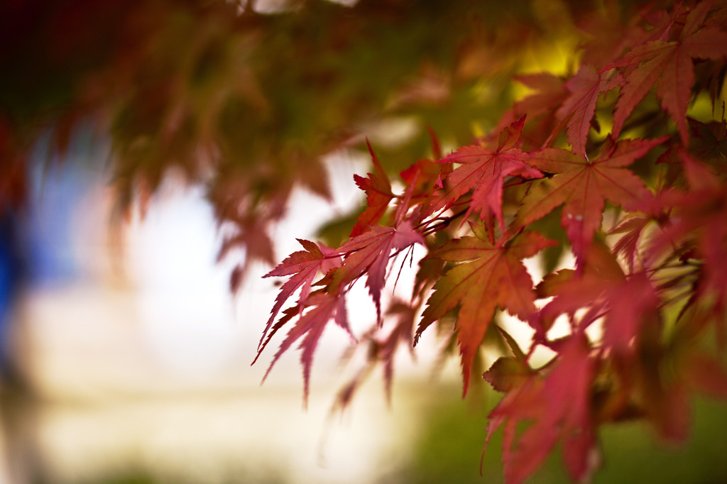 紅葉