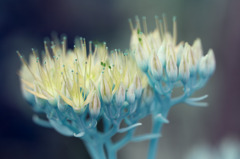 a dreamy flower, 幻想的な花