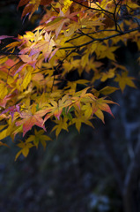 紅葉