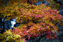 紅葉