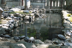 あいかわらず平和な池