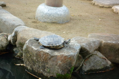 亀池の亀