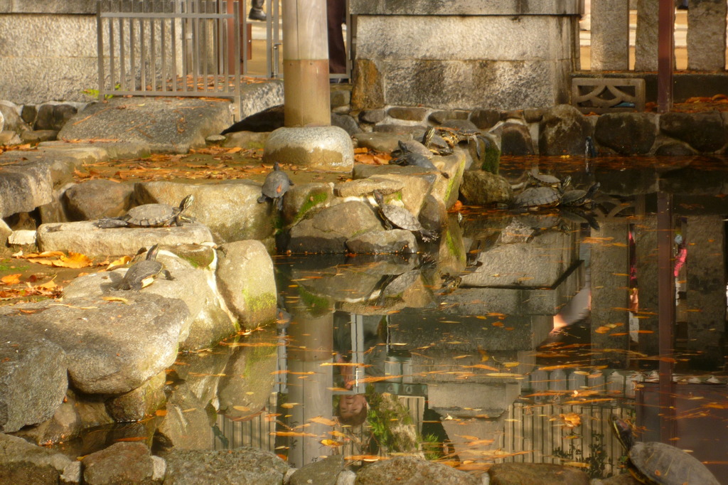亀池