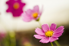 コスモスの花言葉に揺れながら