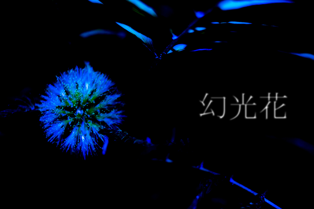 ～幻光花～