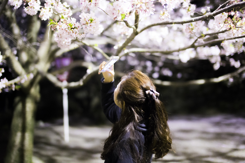 君と桜