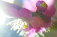 光と梅の花