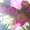 光と梅の花