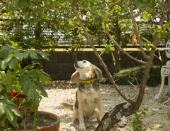 実に届かない犬