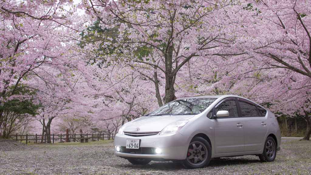 桜と相棒