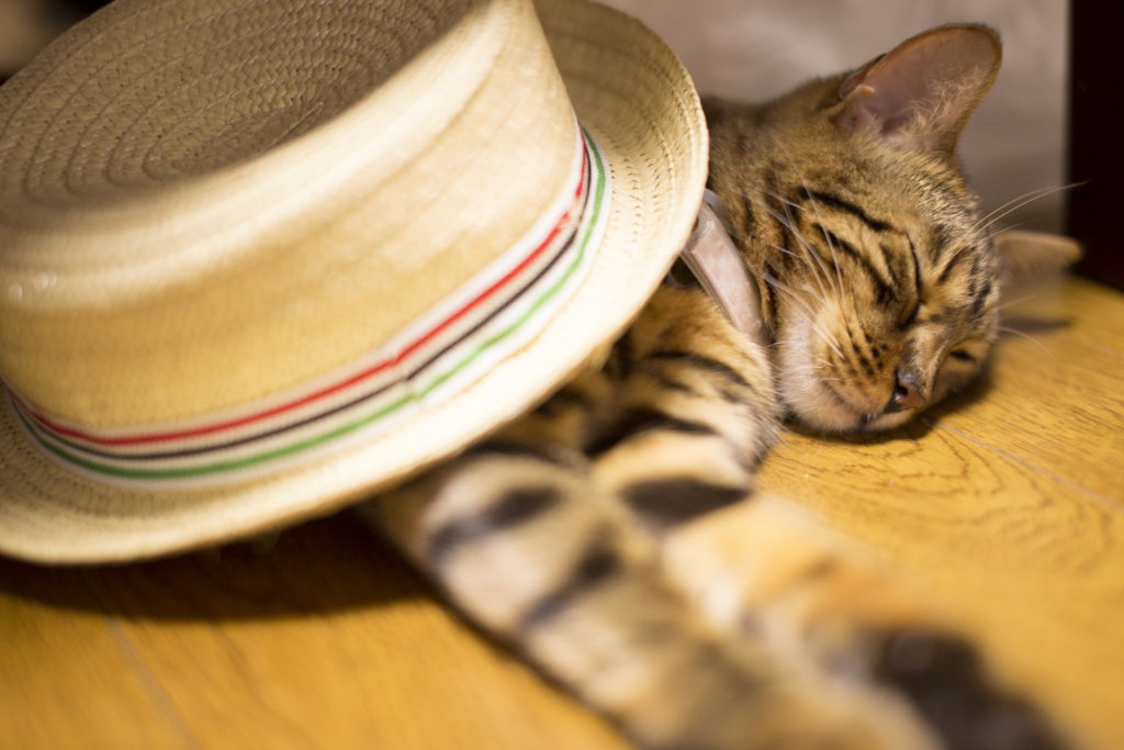 床暖と猫と帽子