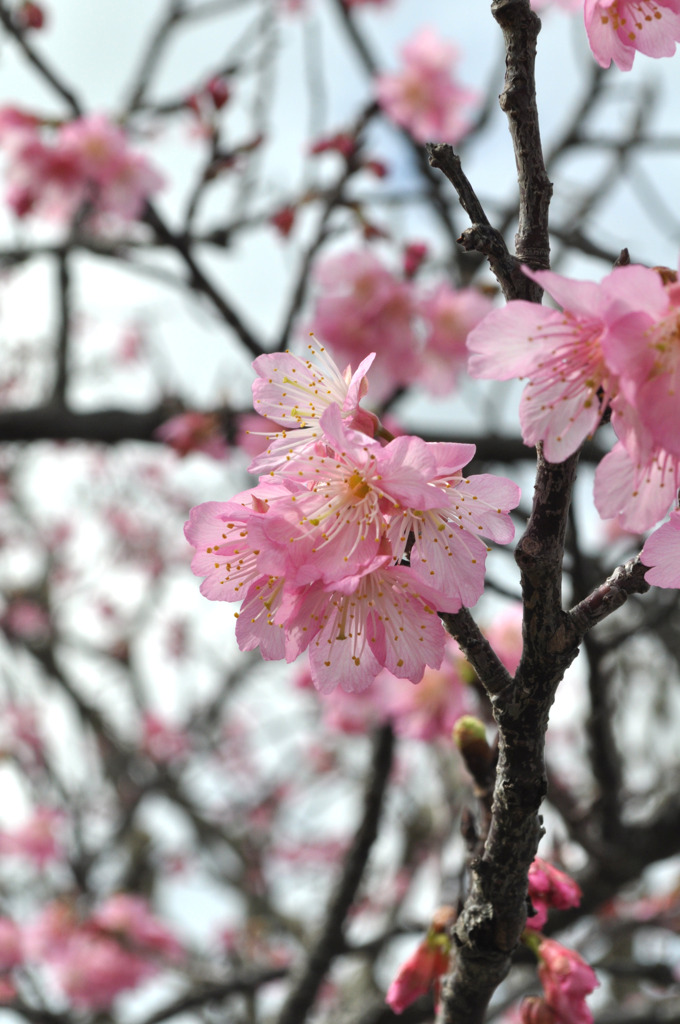 桜