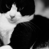 マツコになった猫
