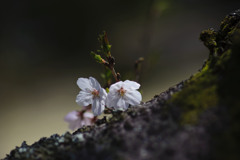 2015　桜