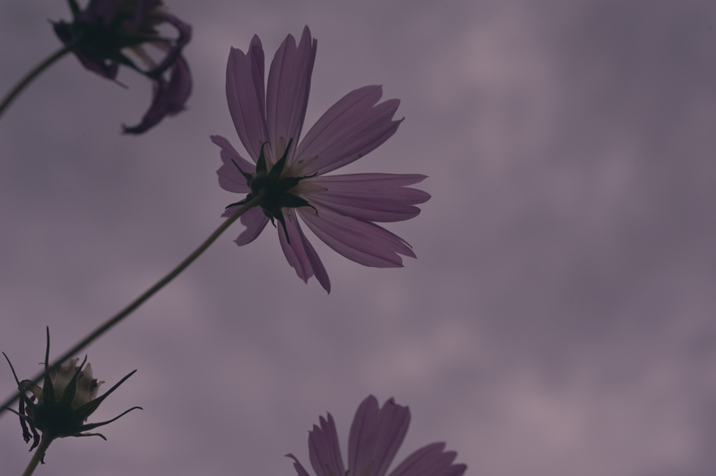 melancholic　雨雲を仰ぐ