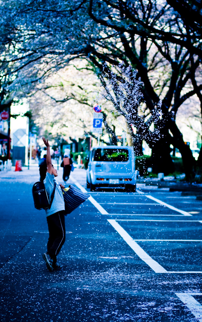 少年の桜吹雪