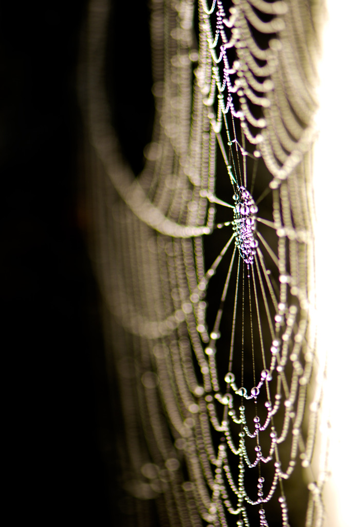 spider　drops