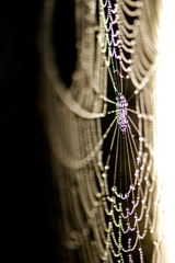 spider　drops
