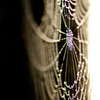 spider　drops