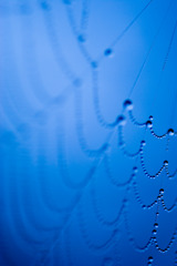 spider　drops