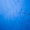 spider　drops