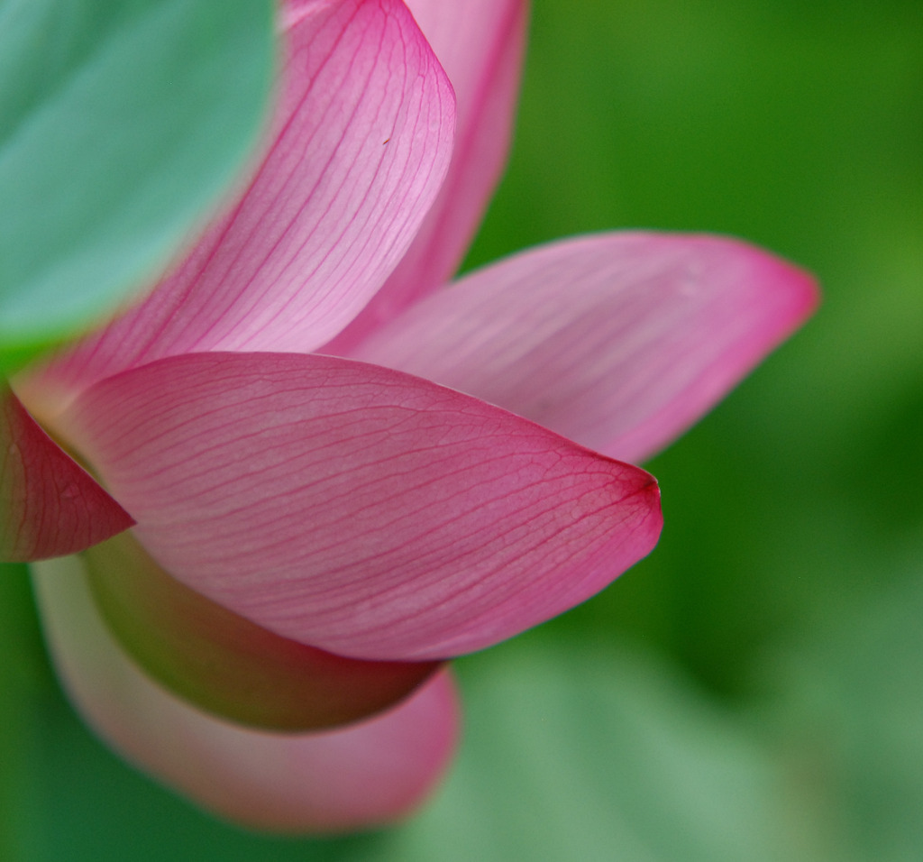 華。