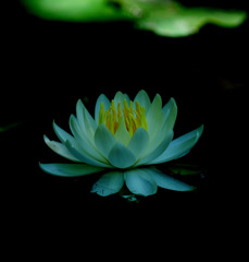 睡蓮０６０１