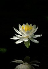 漆黒の花
