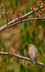 2010(さよならオジロ５）