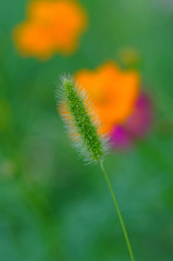 2009(名もなき草？）