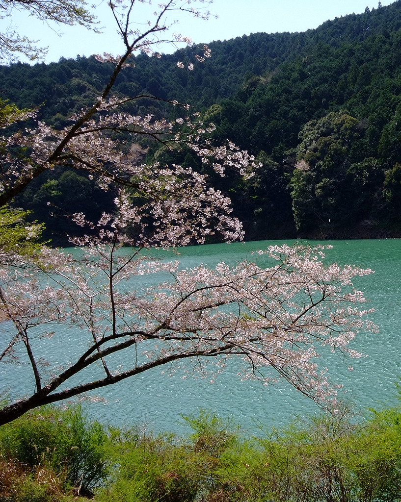 湖畔の桜