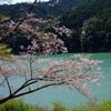 湖畔の桜