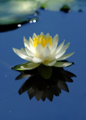 天空の花