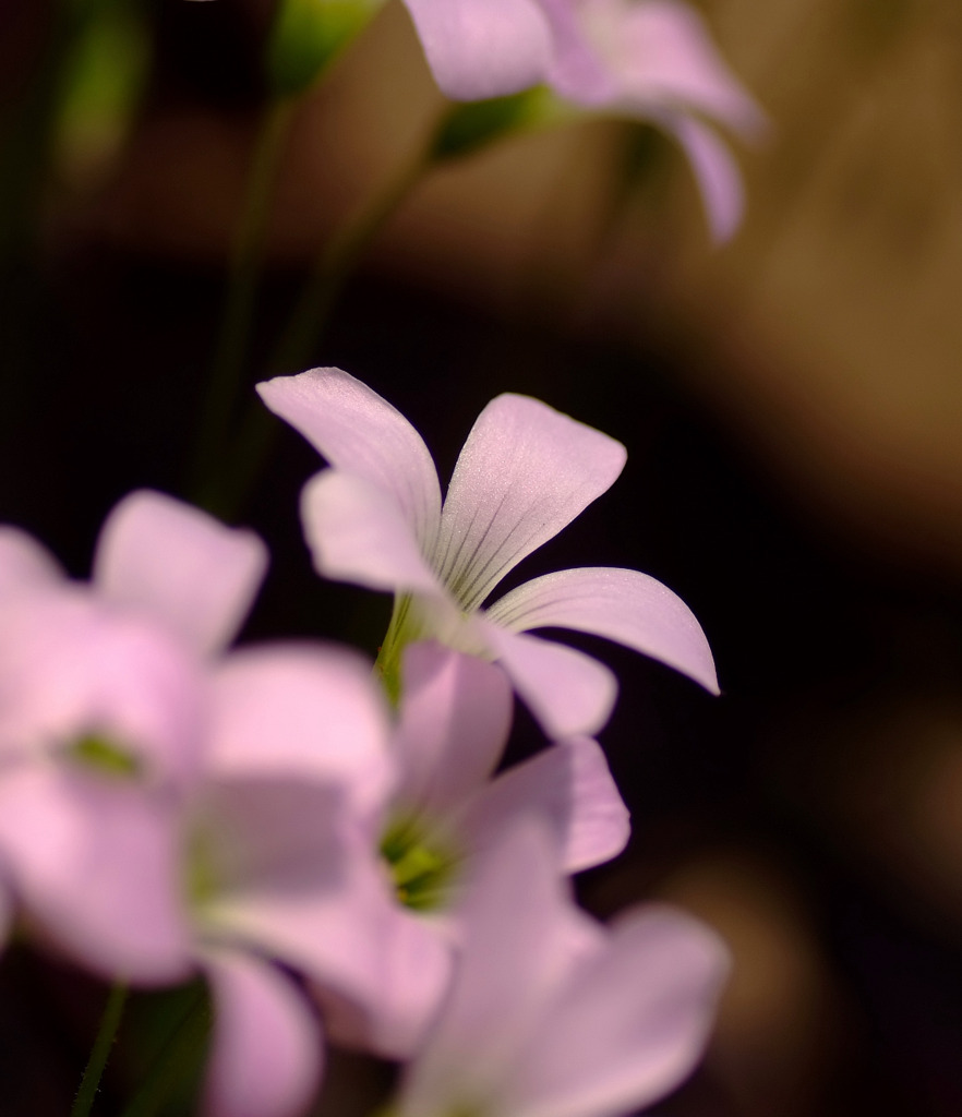 名もなき花？