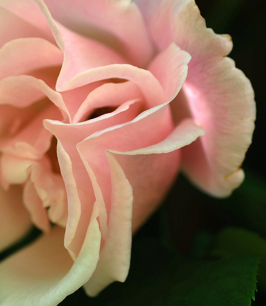 薔薇　２０１０