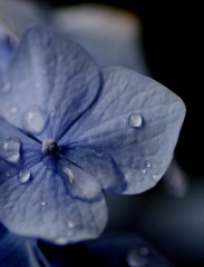 雨のあとには・・