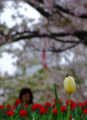 そっとお花見見てますよ