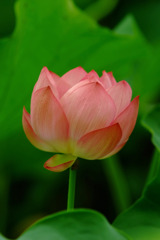 おはようございます。